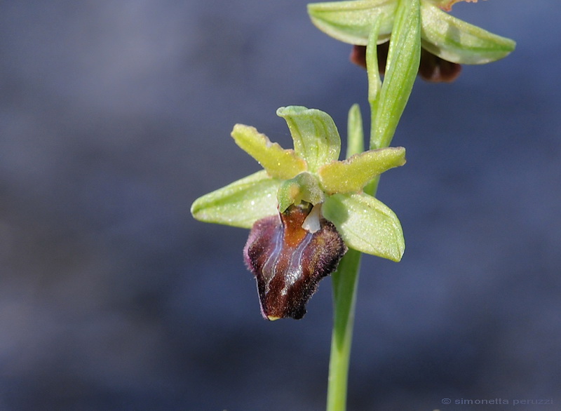 Orchidee del Chianti - Ophrys sphegodes e altre...